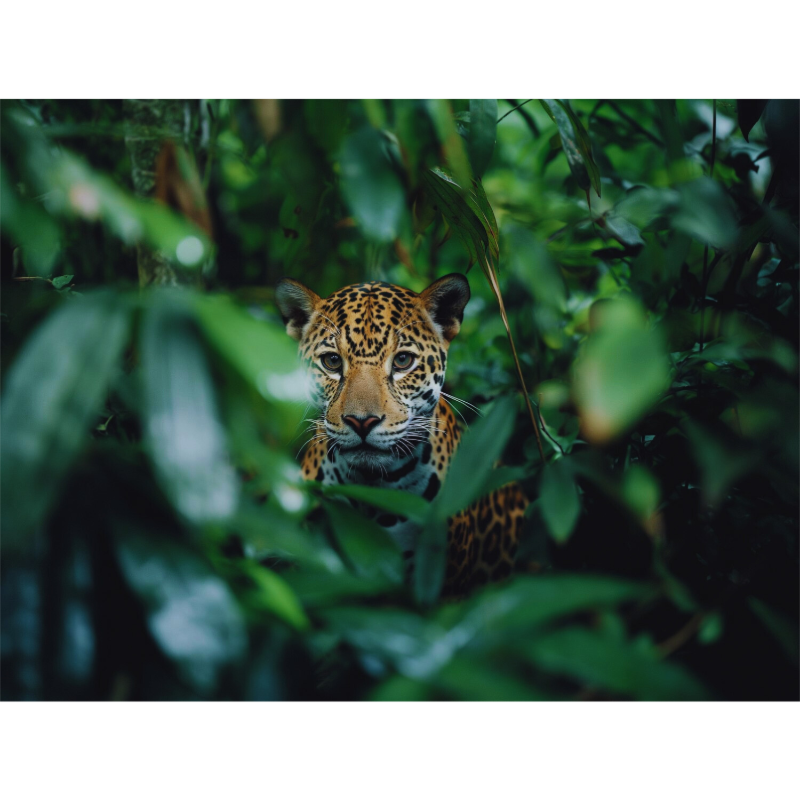 Close-up of a leopard's intense gaze —fearless, focused, and ready to conquer challenges.
